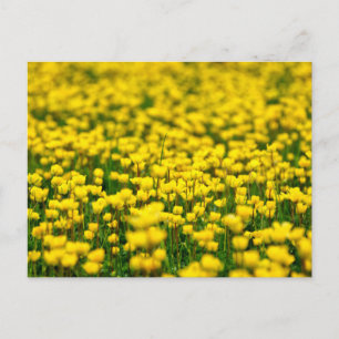 Kleine gele wilde bloemen veld weide boterbloem briefkaart