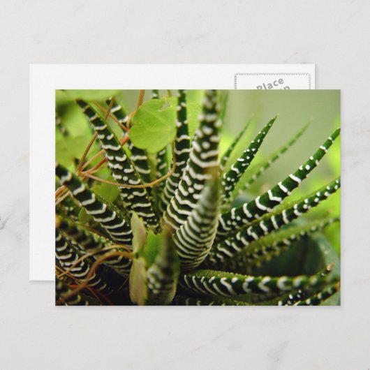 Kleine gestreepte cactus met groene spiering briefkaart (Voorkant / Achterkant)