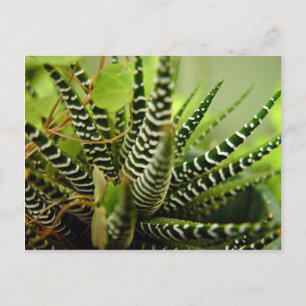 Kleine gestreepte cactus met groene spiering briefkaart