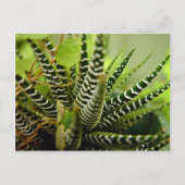 Kleine gestreepte cactus met groene spiering briefkaart (Voorkant)