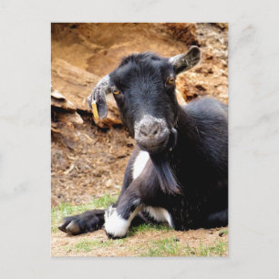 KLEINE GOAT BRIEFKAART