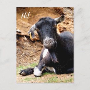 KLEINE GOAT BRIEFKAART