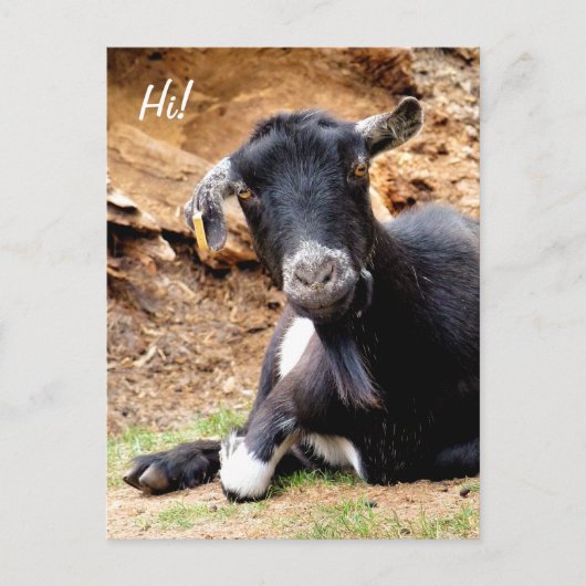 KLEINE GOAT BRIEFKAART (Voorkant)