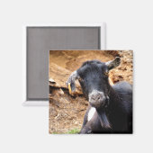 KLEINE GOAT MAGNEET (Voorkant / Achterkant)