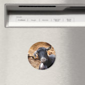 KLEINE GOAT MAGNEET (Insitu (Vaatwasser))