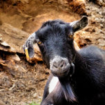 KLEINE GOAT ZILVER VERGULDEN KETTING<br><div class="desc">Een schattig geitje poseren voor de camera. Engeland.</div>