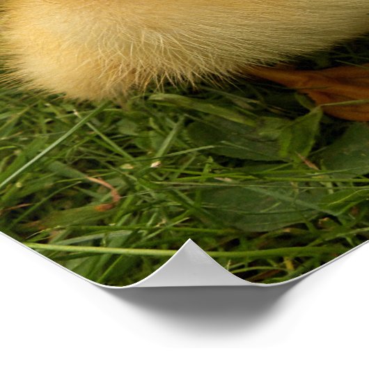 kleine grappige vogels poster (Hoek)