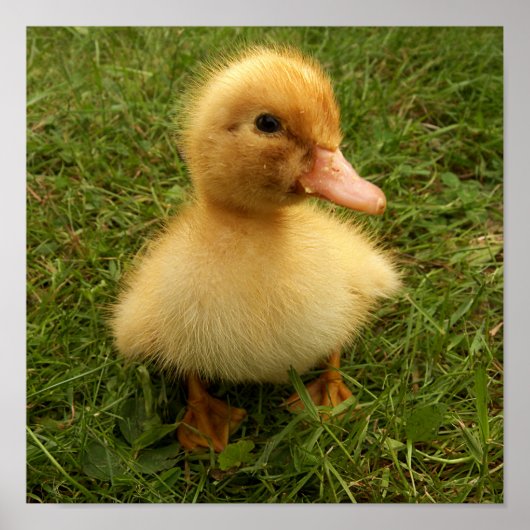 kleine grappige vogels poster (Voorkant)