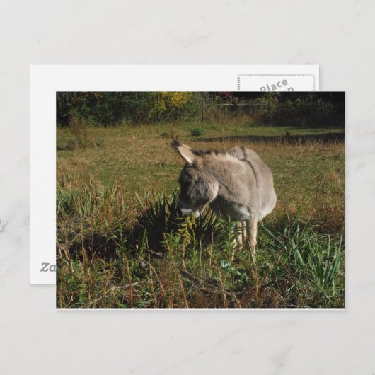 Kleine grijze Donkey met wilde bloemen Briefkaart (Voorkant / Achterkant)