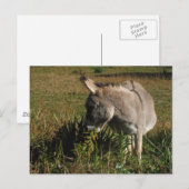 Kleine grijze Donkey met wilde bloemen Briefkaart (Voorkant / Achterkant)