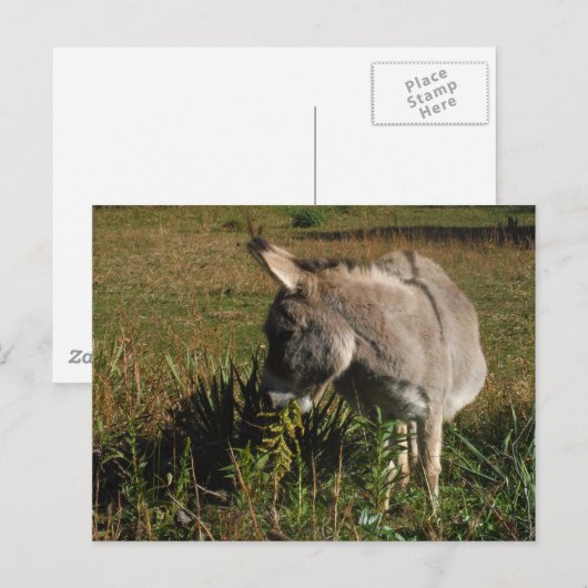 Kleine grijze Donkey met wilde bloemen Briefkaart (Voorkant / Achterkant)