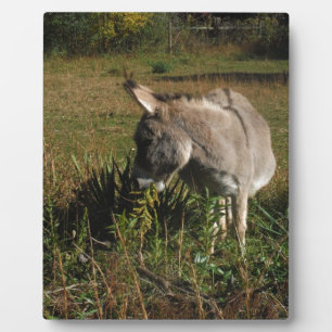 Kleine grijze Donkey met wilde bloemen Fotoplaat