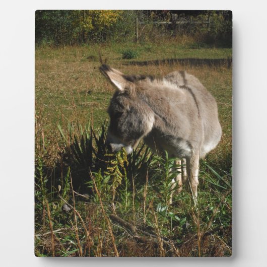 Kleine grijze Donkey met wilde bloemen Fotoplaat (Voorkant)