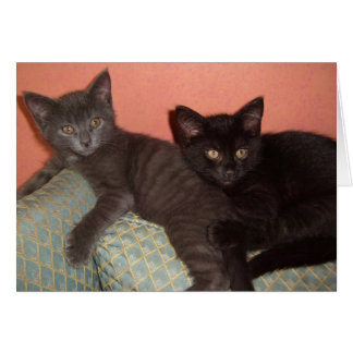 Kleine grijze en kleine zwarte