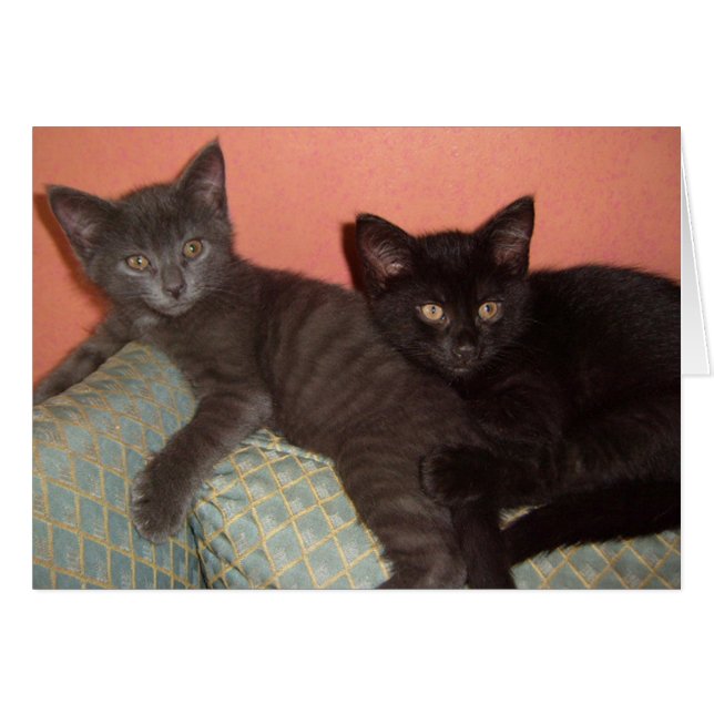 Kleine grijze en kleine zwarte (Voorkant Horizontaal)