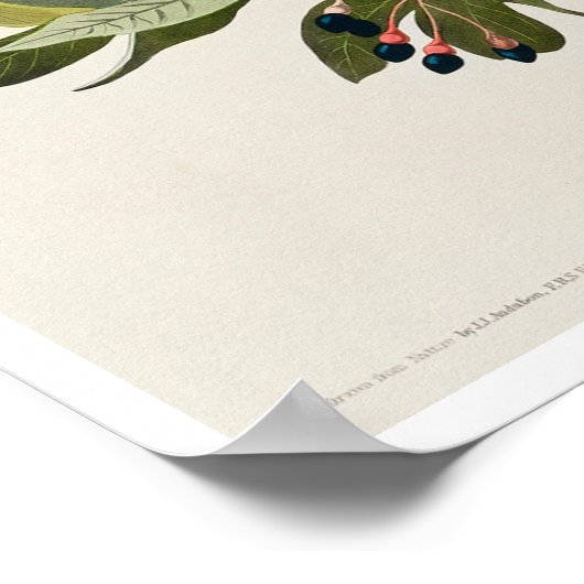 Kleine groene brochure van Audubon Poster (Hoek)