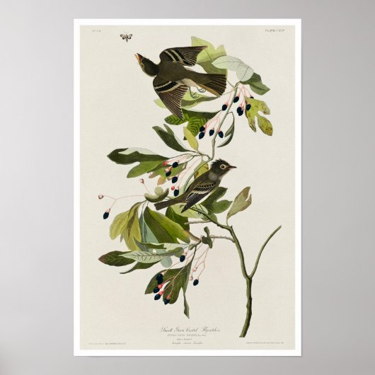 Kleine groene brochure van Audubon Poster (Voorkant)