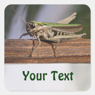 Kleine Groene Grasshopper Naam Gift Label Bookplat