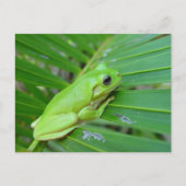 Kleine groene kikker briefkaart (Voorkant)