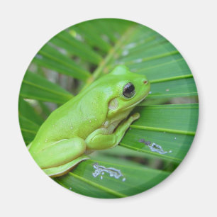 Kleine groene kikker magneet