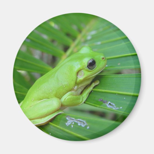 Kleine groene kikker magneet (Voorkant)