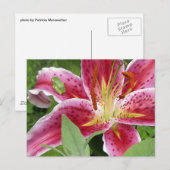 Kleine groene kikker op Stargazer Lily Briefkaart (Voorkant / Achterkant)