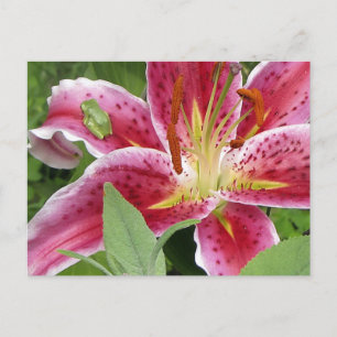 Kleine groene kikker op Stargazer Lily Briefkaart