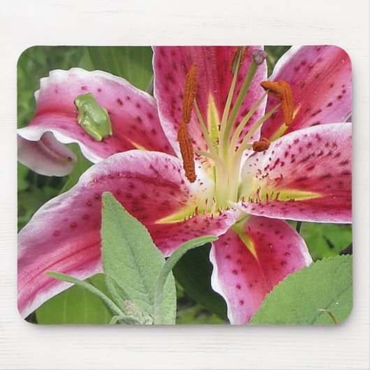 Kleine groene kikker op Stargazer Lily Muismat (Voorkant)