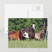 kleine groep paarden van verschillende kleuren briefkaart (Voorkant / Achterkant)