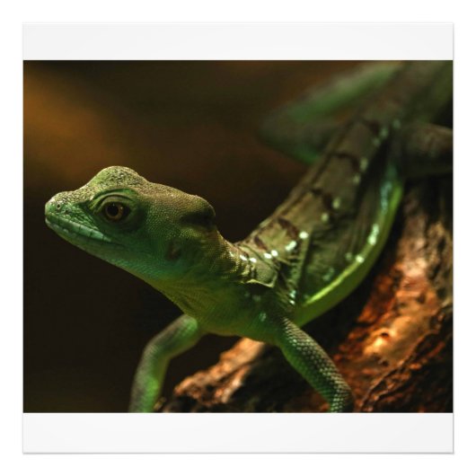 Kleine hagedis foto afdruk (Voorkant)