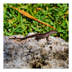 Kleine hagedis op zonlicht perfect poster