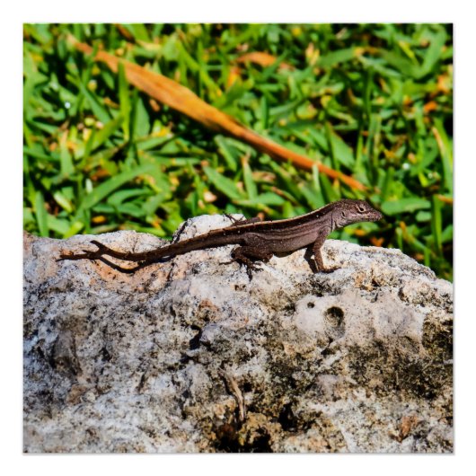 Kleine hagedis op zonlicht perfect poster (Voorkant)