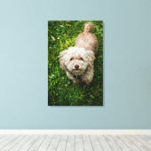 Kleine hond die opkijkt met camera canvas afdruk (Insitu (Houten vloer))