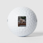 kleine hond golfballen (Voorkant)