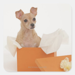 Kleine hond in cadeaudoos vierkante sticker