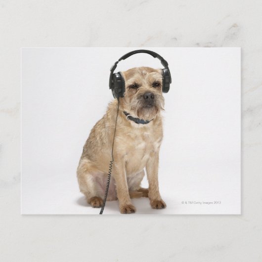 Kleine hond met hoofdtelefoon briefkaart (Voorkant)