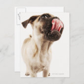 Kleine hondenfok met kortgebufferd gezicht briefkaart (Voorkant / Achterkant)