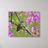 kleine Hummingvogel Canvas Afdruk (Voorkant)