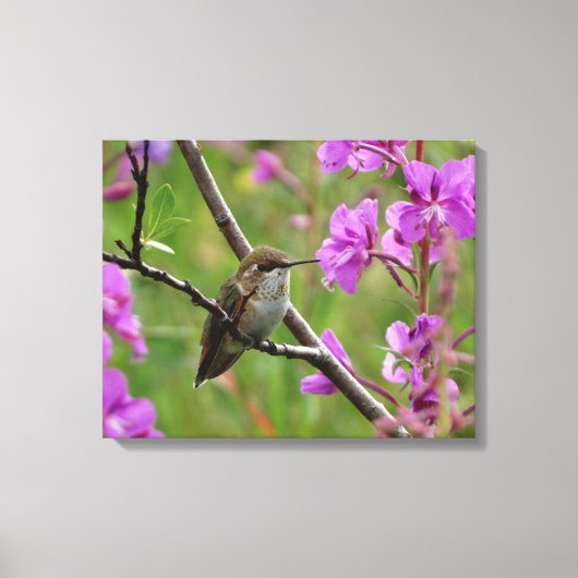 kleine Hummingvogel Canvas Afdruk (Voorkant)