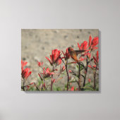 kleine Hummingvogel Canvas Afdruk (Voorkant)