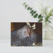 Kleine Japanse Bantam kip. Briefkaart (Staand voorkant)