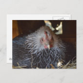 Kleine Japanse Bantam kip. Briefkaart (Voorkant / Achterkant)