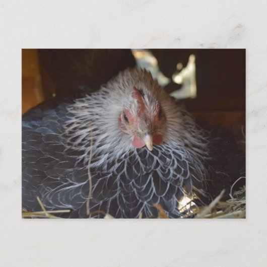 Kleine Japanse Bantam kip. Briefkaart (Voorkant)