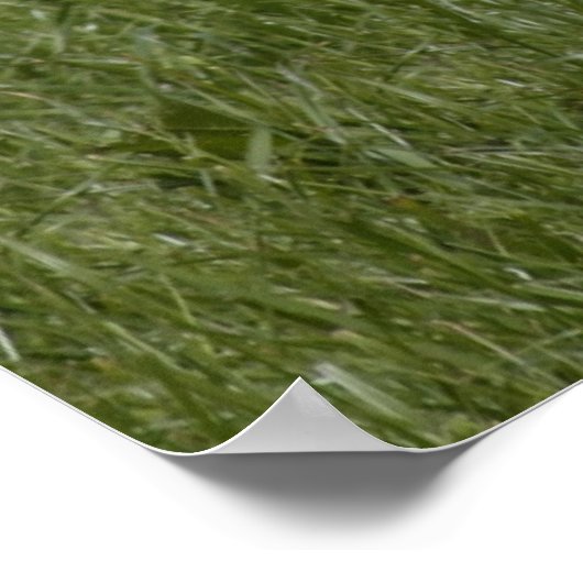 Kleine kalf poster (Hoek)