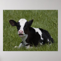 Kleine kalf