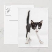 Kleine kat briefkaart (Voorkant / Achterkant)