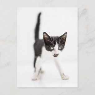 Kleine kat briefkaart