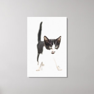 Kleine kat canvas afdruk