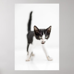 Kleine kat poster