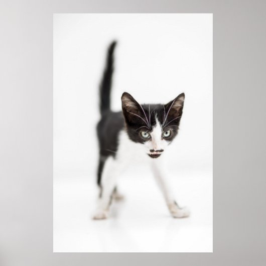 Kleine kat poster (Voorkant)
